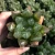 Import live plants set succulent natural plants small succulent plants real from China