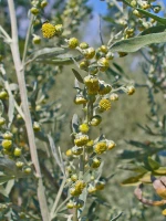 Local Plant Extract High Quality 100% Natural Aroma Use Wormwood Pure Oil Essential