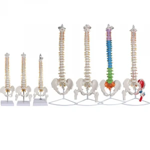 Medical Biological Teaching Aid Anatomical Life-Size Vertebral Column