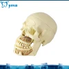 Medical teaching skull model tooth model dental model