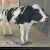 Import Moving Animal model Life size cow with animal fur 3D animal from China