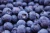 Import Nutrition and healthy frozen blackberry fruit from Brazil from Brazil
