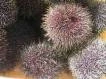 NZ Sea Urchin - Roe