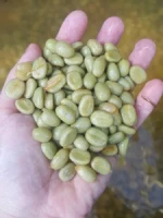 Organic Arabica Coffee Bean