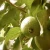 Import Organic Guava (Dried Leaf) - Psidium guajava from Sri Lanka