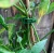 Plant Clips Green Box Packed Garden Clips for Tomato Other Vine Plants Trellis Clips Tomato Plant Support Upright Healthier Grow