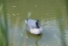 plastic hunting duck decoy