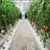 Import Plastic Hydroponic Cocopeat grow bags for greenhouse from China