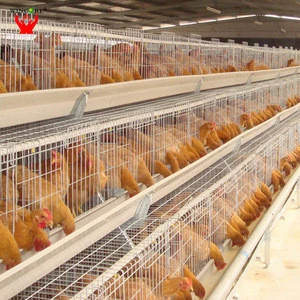 Poultry farm hens breeding laying cages equipment system price egg chicken automatic broiler battery chicken layer cage for sale