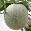Premium Hydroponic Product Musk Fresh Fruit Melon