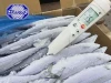 Quick Freezing Seafood IQF Frozen Pacific Saury Cololabis Saira for Canning