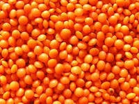 Red Football Type Lentils