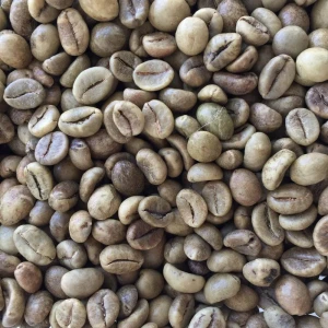 Robusta coffee beans