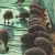 Import South African Black Neck Ostriches from Kenya