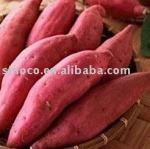 sweet potato