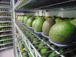Top Fresh Avocados, Hass Avocados
