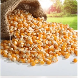 Top Quality All Kinds of Corn from Turkey