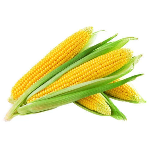 TOP QUALITY YELLOW CORN WITH CERTIFICATE IN TURKEY