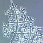 Trichoderma Viride Powder Plant Protection Bio Fertilizer