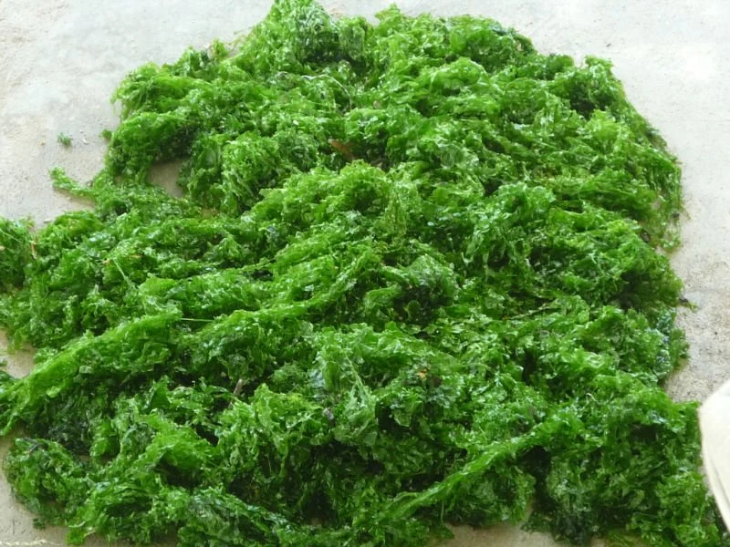 Ulva Lactuca Seaweed /Sea lettuce dried flakes  100% Organic With High Quality from VietNam