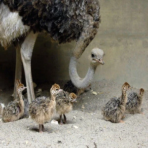 Very affordable ostrich chicks