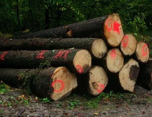 White Oak logs & Red oak Logs