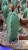 Import Wholesale cactus natural grafted plant woody plants cactus tree Harrisia jusbertii from China