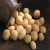 Import Wholesale Macadamia nuts Available from China