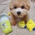 Import Wholesale Pet Biting Playing Squeaky Stuffed Lemon Tea Plush Pet Dog Toy from China