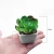 Import Wholesale succulent plant potted plant simulation decorative plant creative ornaments from China