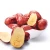 Import Xinjiang fresh red dates Jujube fruit from China