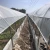 Import 200 micron UV treated clear greenhouse film,rains proof cover LDPE plastic film from China