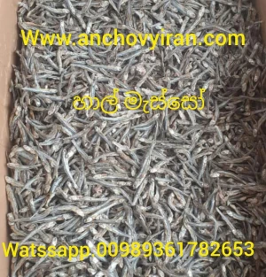 Dried anchovy iran