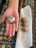 Quail Eggs