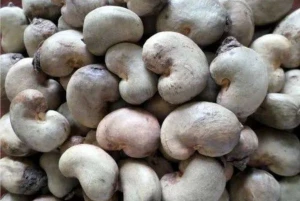 HIGH GRADE NON-GMO RAW CASHEW NUT