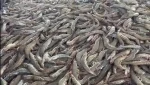 Vannamei  Shrimps