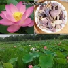 Dried Lotus Flower ( Nelumbo Nucifera ) or Sacred Flower