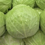 High Quality Fresh Cabbages