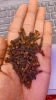 Cloves