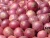 Import Affordable Fresh Red Onion, Yellow and White Onion for Sale from Bahamas
