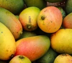 Premium Quality Fresh Mango