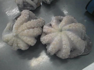 Frozen Fresh Octopus 30g-50g