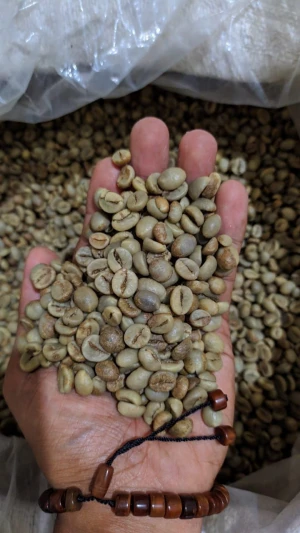Robusta Java Coffee Indonesia