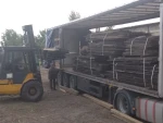 Bog Oak