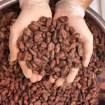 Grade A cocoa beans for sale
