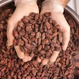 Grade A cocoa beans for sale