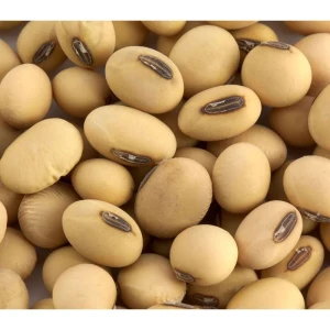 Dried Clean Soybeans – Rich in Protein, Ideal for Tofu & Soy Milk