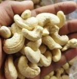 cashew nuts available
