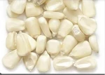 White & Yellow Corn