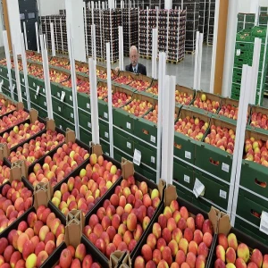 New Arrival Fresh Fuji Apples, Red Delicious Apples